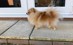 Pomeranian dogs for sale: Tea cup Pom  - Image 4