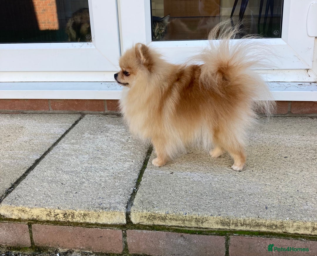 Pomeranian dogs for sale: Tea cup Pom  - Image 4