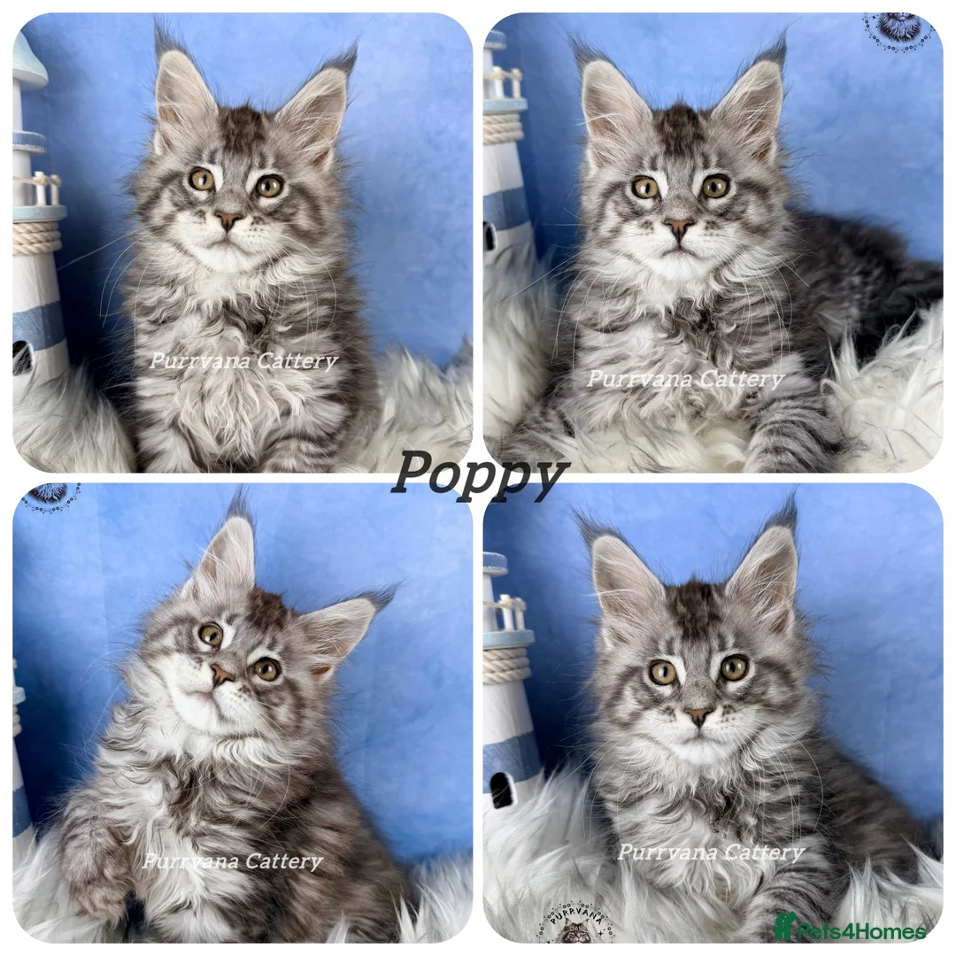 Maine Coon cats for sale: TICA registered adorable Maine coon kittens - Advert 2