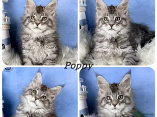 Maine Coon cats TICA registered adorable Maine coon kittens - Advert 2