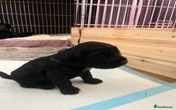 Cocker Spaniel dogs for sale: ‼️ONE GIRL LEFT‼️Working cocker spaniel puppies🐾 - Image 9