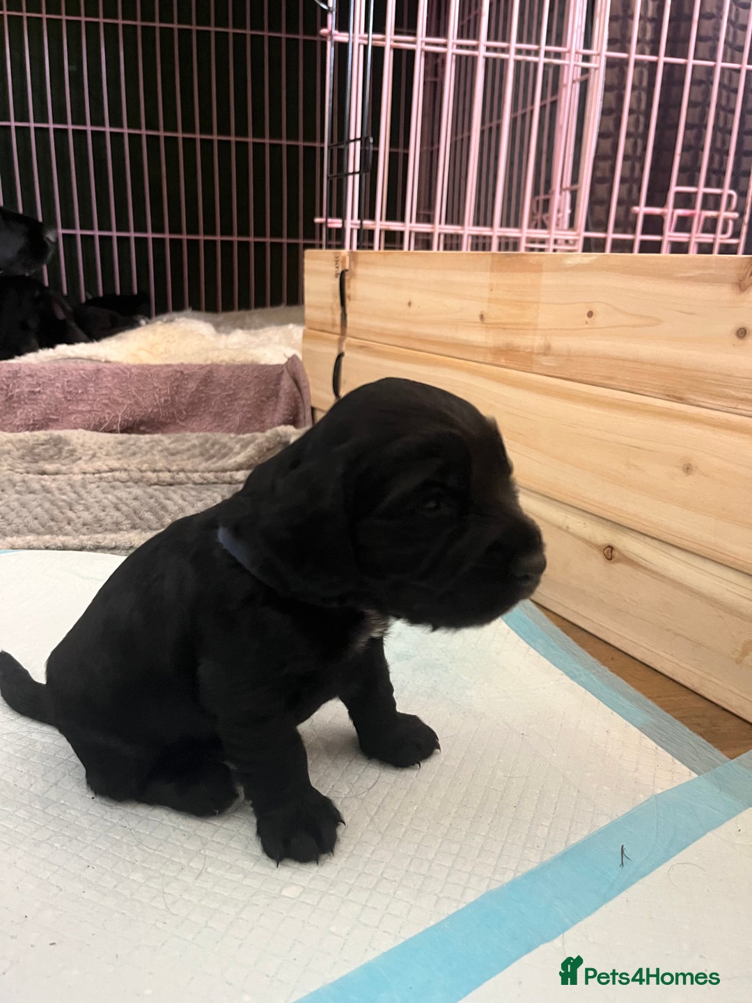 Cocker Spaniel dogs for sale: ‼️ONE GIRL LEFT‼️Working cocker spaniel puppies🐾 - Image 9