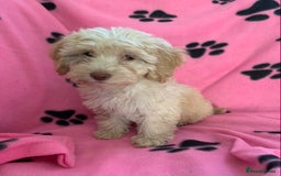 Cockapoo dogs for sale: Cockapoo puppies ready now - Image 8