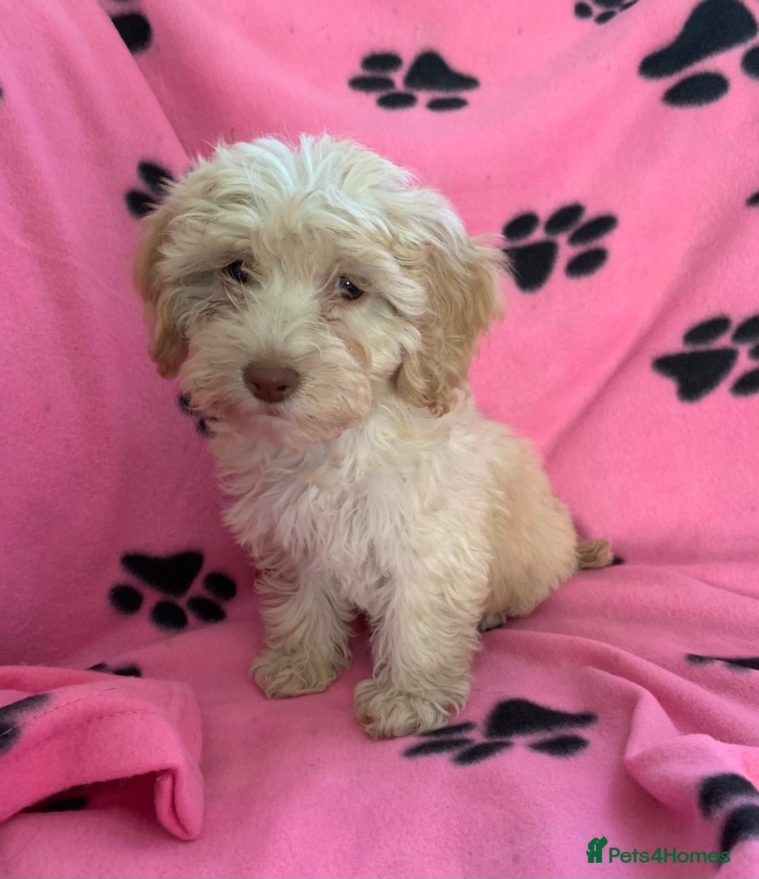 Cockapoo dogs for sale: Cockapoo puppies ready now - Image 8
