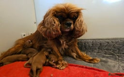 Cavapoo dogs for sale: Exceptional Quality F1 Cavapoos - Advert 9