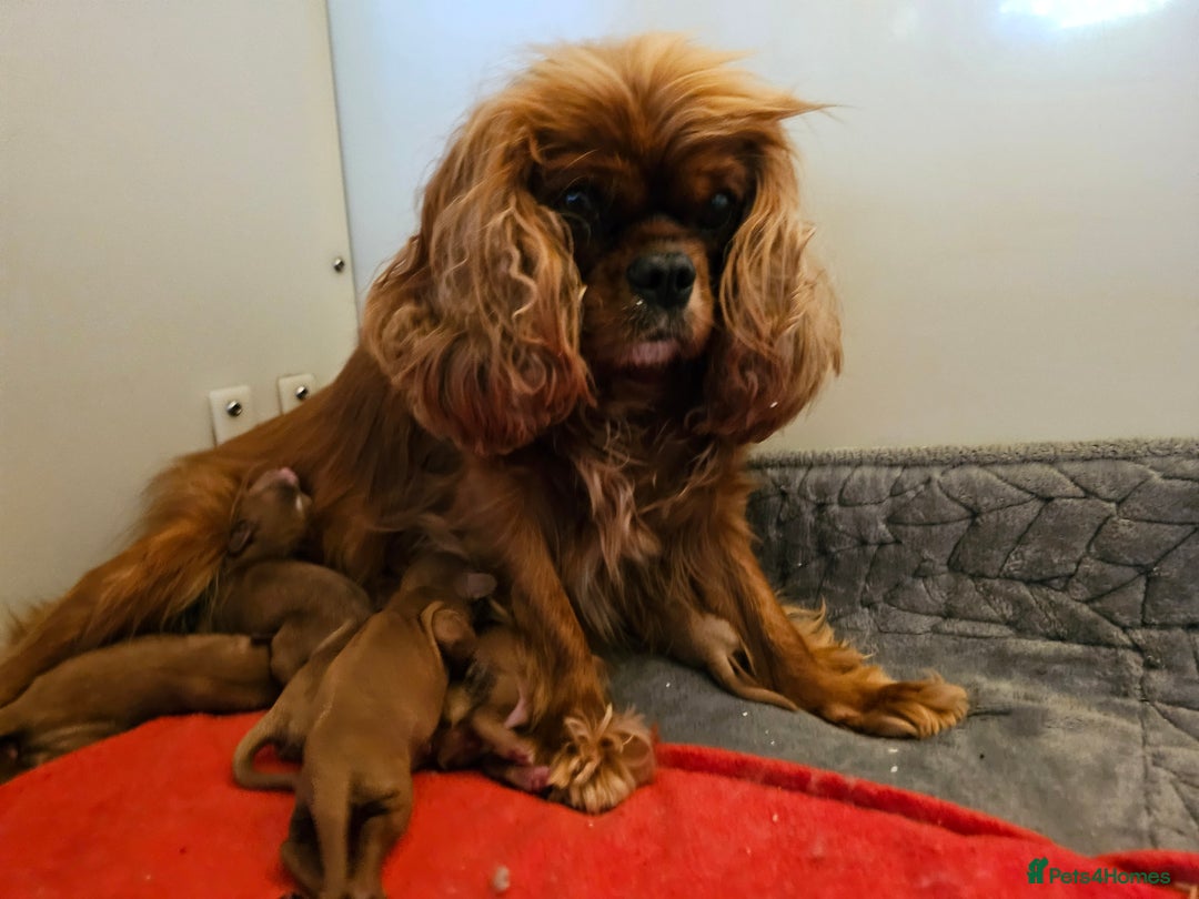 Cavapoo dogs for sale: Exceptional Quality F1 Cavapoos - Advert 9