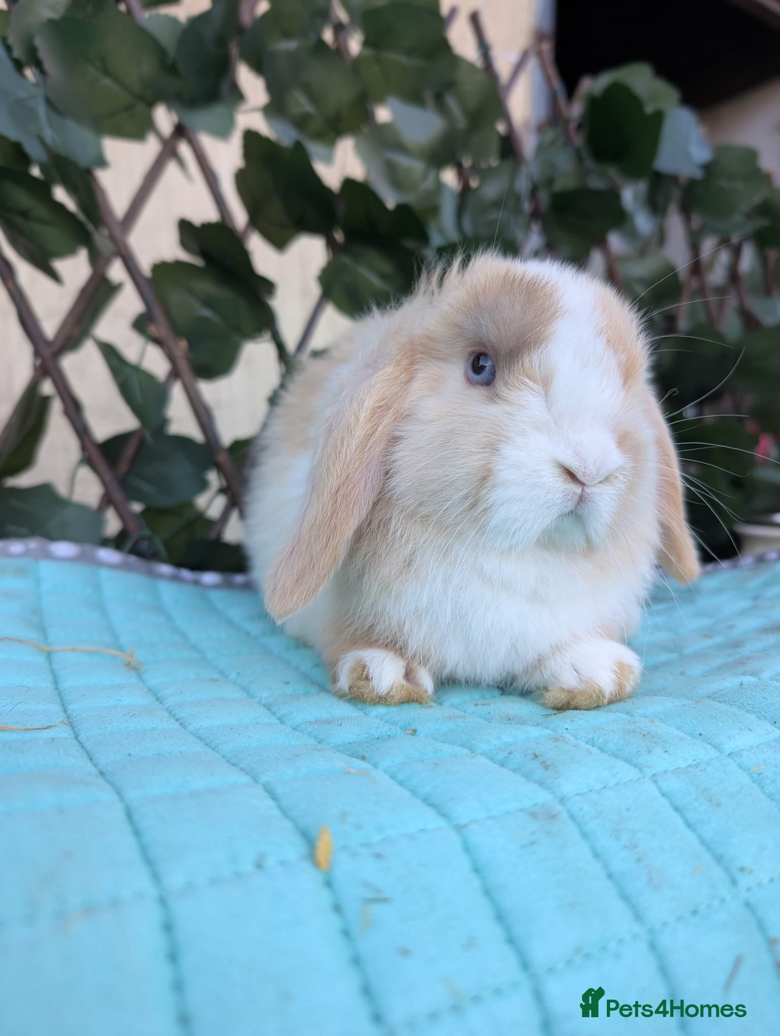 Mini Lop rabbits Pure mini lop babies  - Advert 10