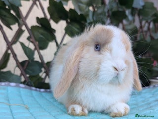 Mini Lop rabbits Pure mini lop babies - Advert 17