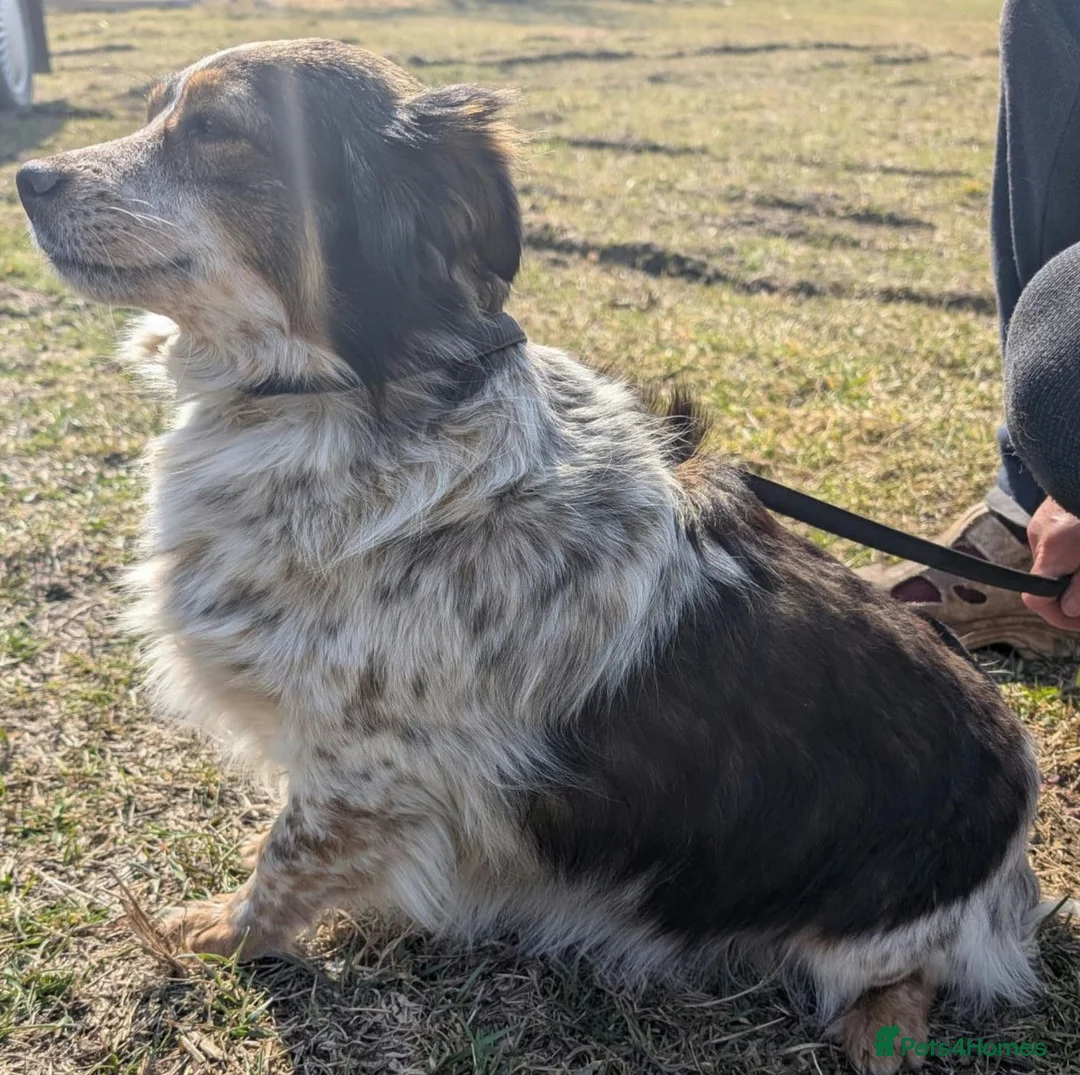 Border Collie dogs for adoption: 🐾 JOLIE – Border Collie in West Malling - Advert 1