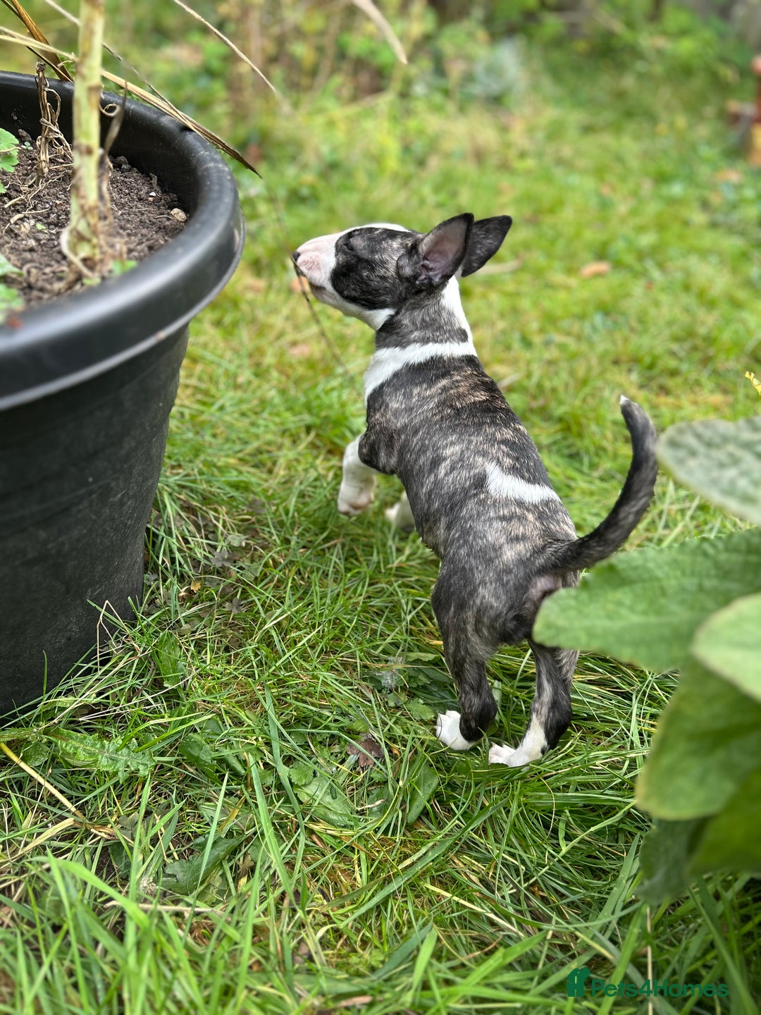 English Bull Terrier dogs for sale: English Bull Terrier Pups(Small Umbilical Hernias) - Image 4