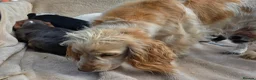 Cocker Spaniel dogs for sale: Beautiful litter of unusual colour Cocker spaniel  - Advert 2