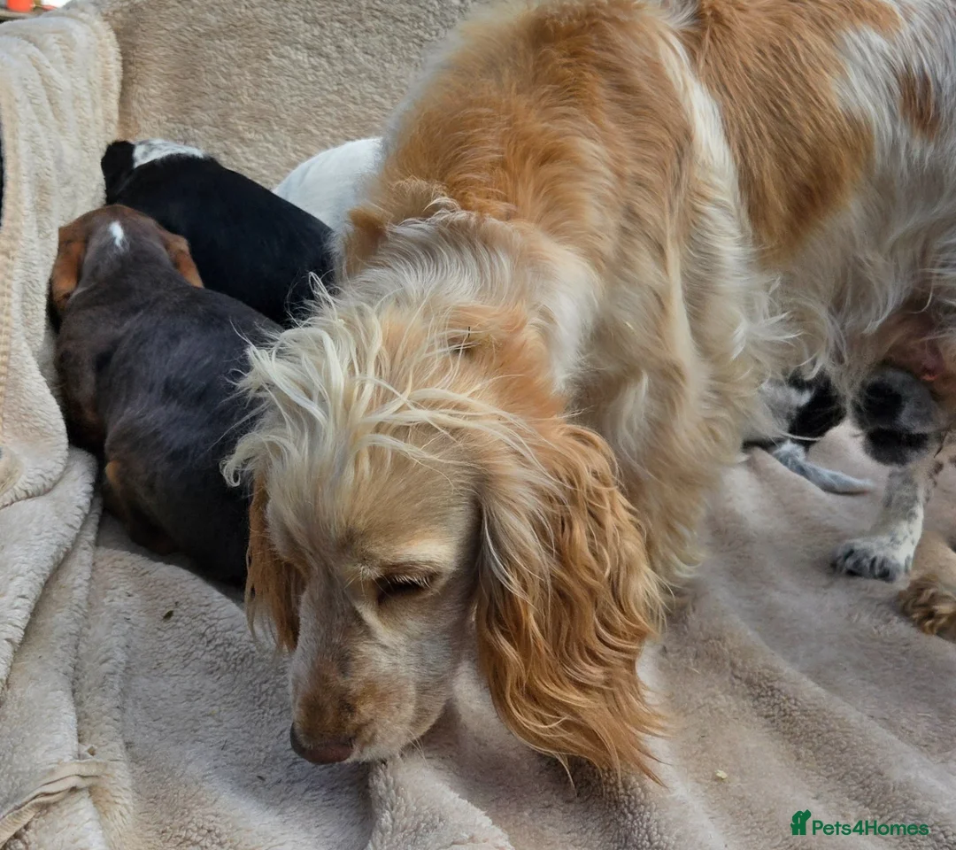 Cocker Spaniel dogs for sale: Beautiful litter of unusual colour Cocker spaniel  - Advert 2