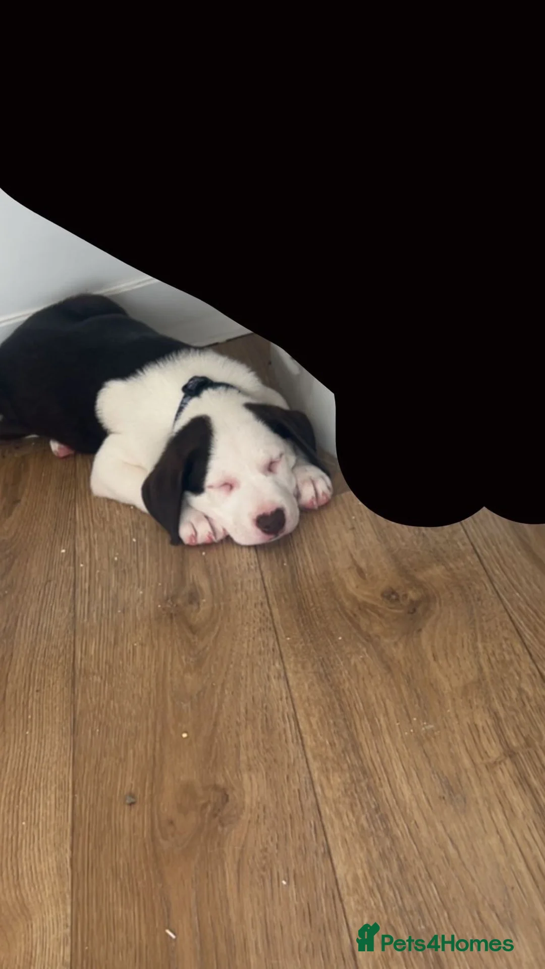 Mixed Breed dogs for sale: 9 weeks old mixed breed pup for sale  - Advert 2