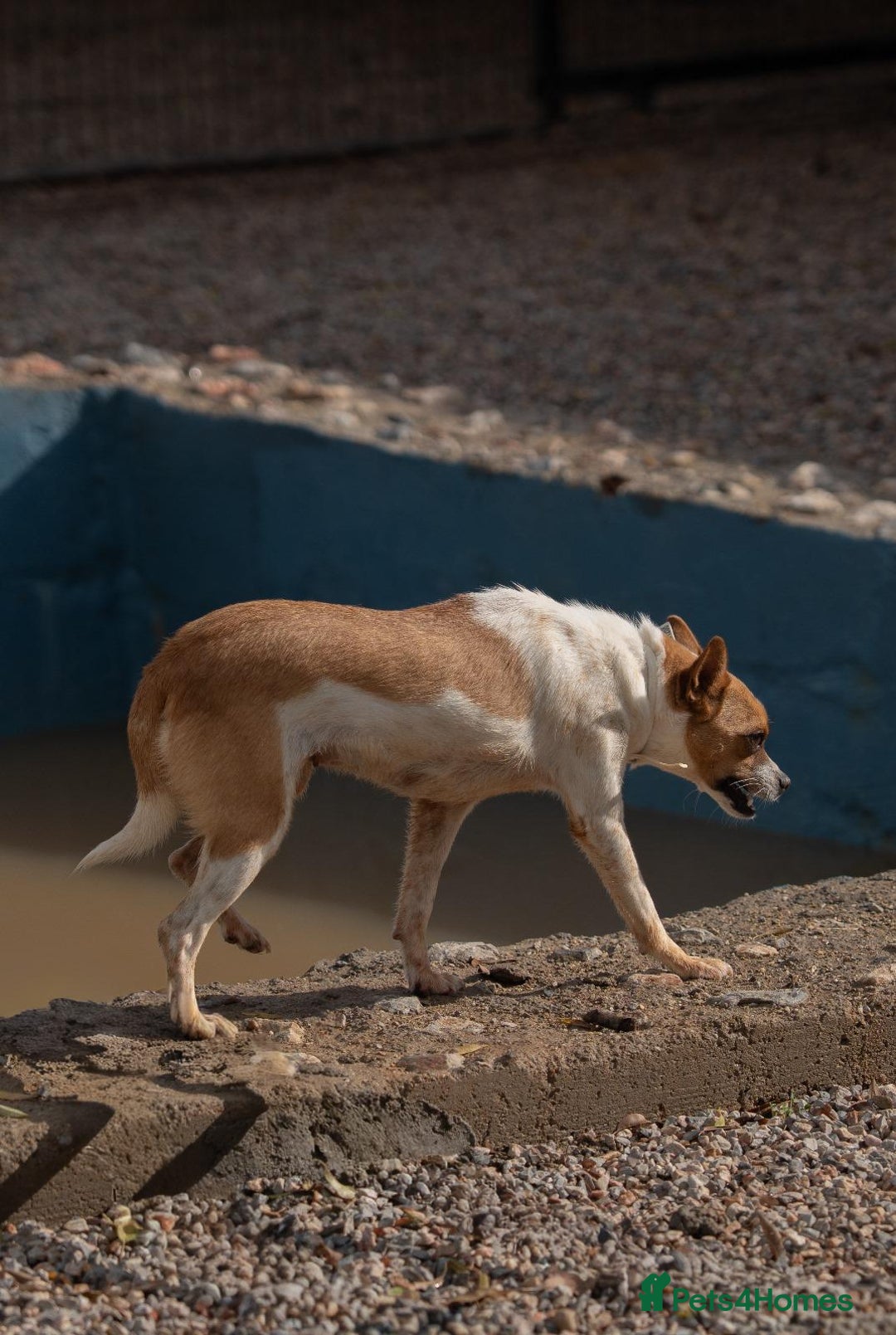Miniature Pinscher dogs for adoption: Miniature Pinscher girl looking for a family! - Advert 6
