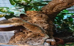 Gecko reptiles for sale: Female Pine Island Chahoua Gecko (Mossy Gecko) - Image 1