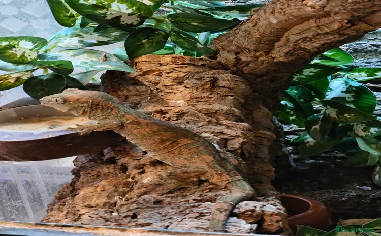 Gecko reptiles - Advert 10
