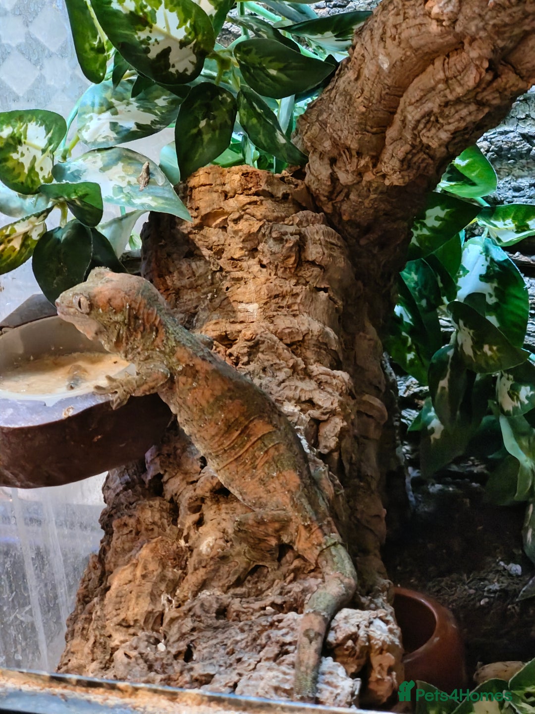 Gecko reptiles for sale: Female Pine Island Chahoua Gecko (Mossy Gecko) - Image 1