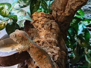 Gecko reptiles - Advert 32