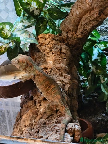 Gecko reptiles - Advert 19