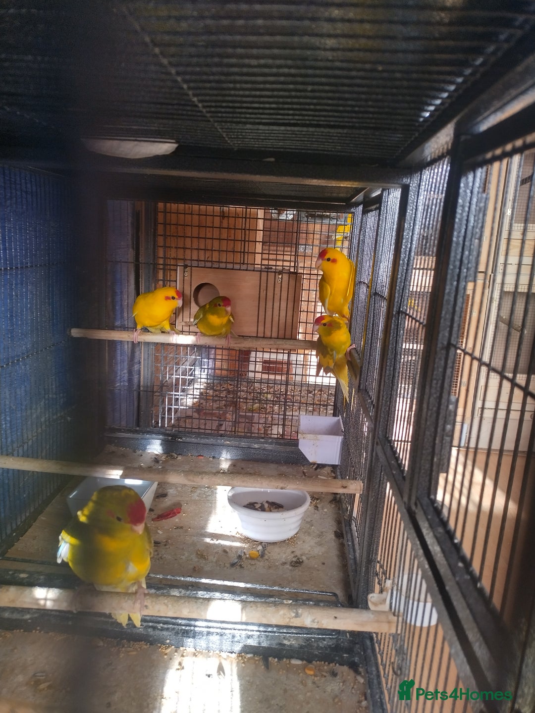 Parakeets birds for sale: For sale  - Image 9