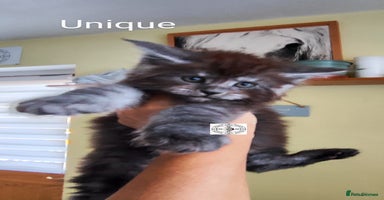 Maine Coon cats - Advert 13