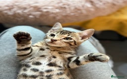 Bengal cats for sale: Three Stunning Bengals for sale 🖤 - Image 4