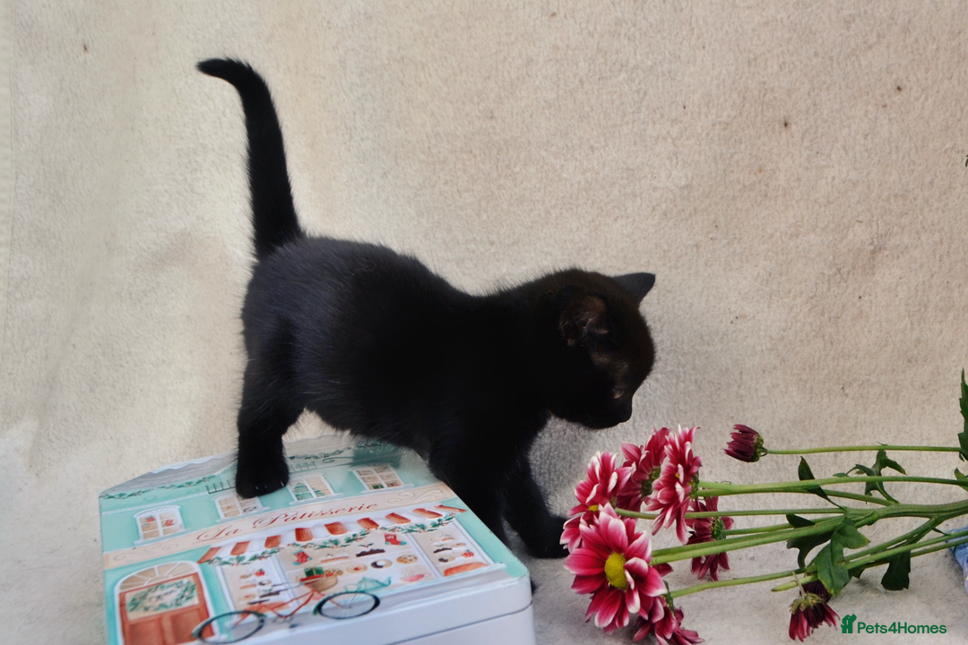 Mixed Breed cats for sale: Gorgeous Maine-Coon/Ragdoll/Bombay Mix Kittens!!! - Image 15