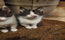 Mixed Breed cats for sale: 5x kittens  - Image 7