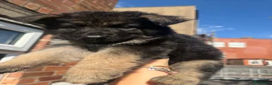 German Shepherd 3