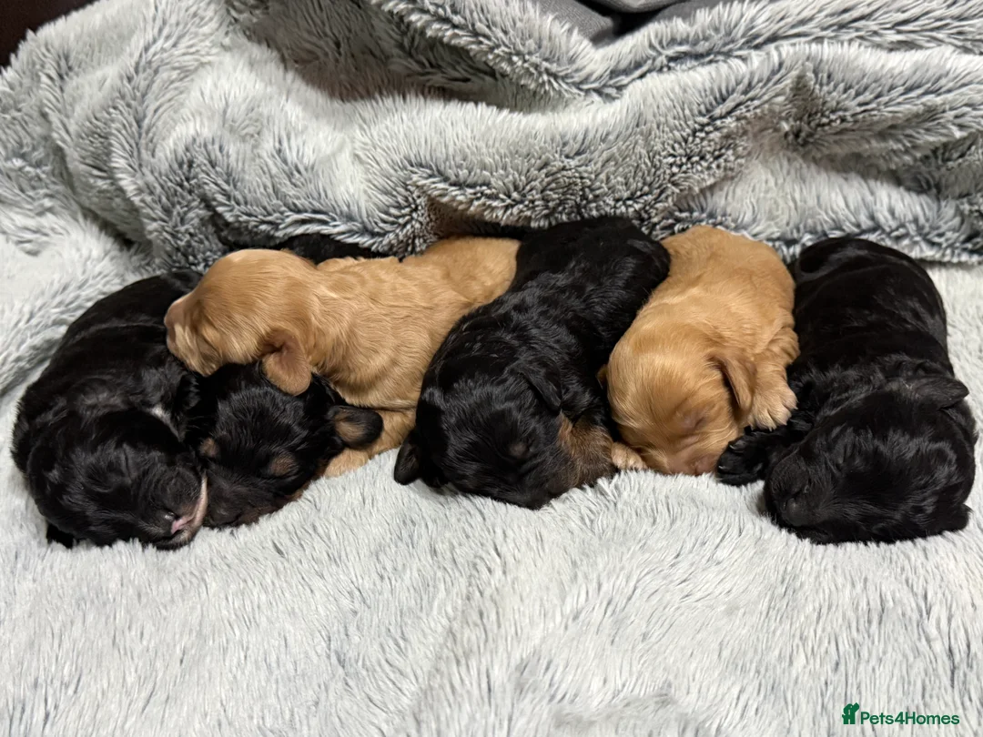 Cockapoo dogs for sale: Toy Cockapoos- KC & health tested parents  - Advert 16