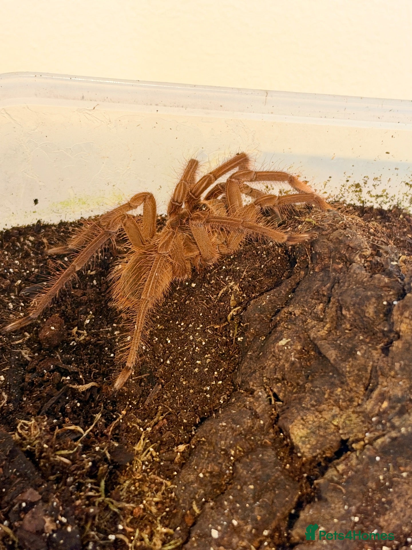 Spiders invertebrates Burgundy Goliath Birdeater Spider - Advert 16
