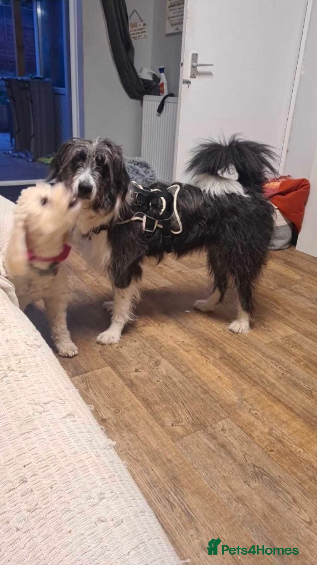 Mixed Breed dogs for adoption: Meet Lumi, currently residing in Somerset  - Advert 8