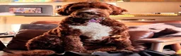 Goldendoodle dogs for sale: Australian Labradoodles - GIRLS Red / White Tux - Advert 18