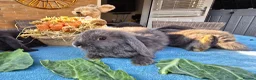 Mini Lop rabbits for sale: Mini Lops in Cambridge - Advert 9