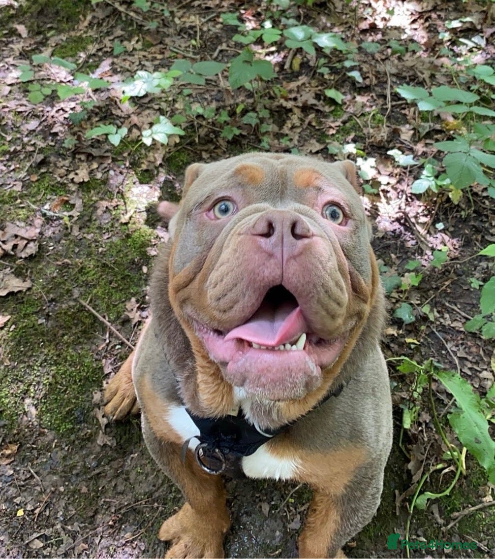 Olde English Bulldogge dogs Olde englsih bulldog puppy ready to leave  - Advert 1