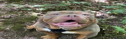 Olde English Bulldogge dogs for sale: Olde englsih bulldog puppy ready to leave  - Advert 1
