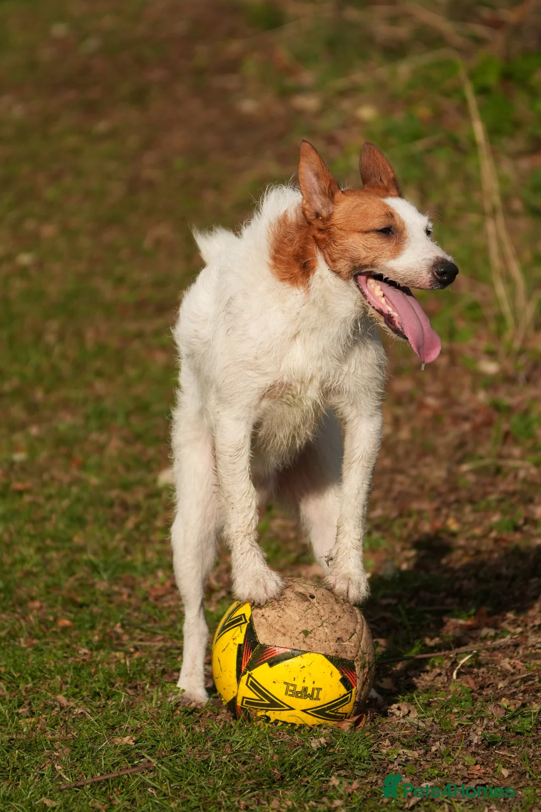 Jack Russell dogs for stud: Parson Jack Russell for stud - Advert 10
