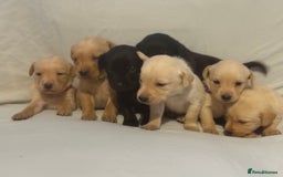 Labrador Retriever dogs for sale: KC registered Labrador puppies - Image 3