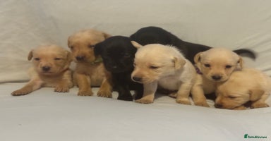 Labrador Retriever dogs - Advert 2