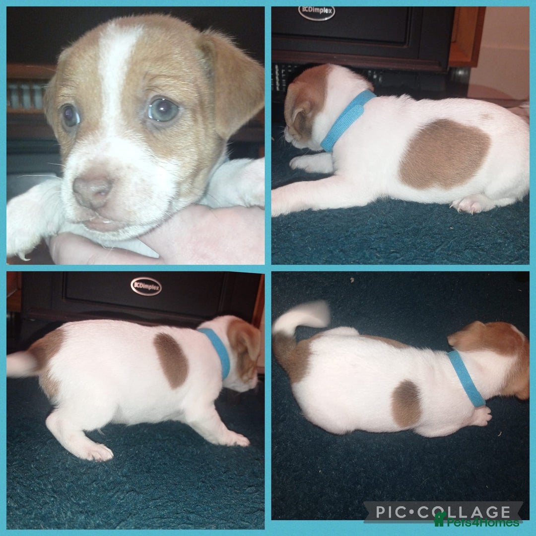 Jack Russell dogs for sale: Stunning jack russell puppies - Advert 3