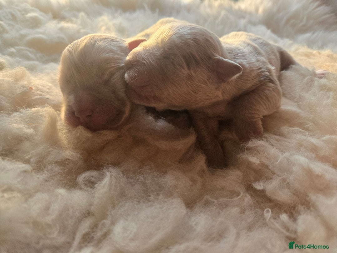 Olde English Bulldogge dogs for sale: Mammut : Fluffy Olde English Bulldog puppies. - Advert 31