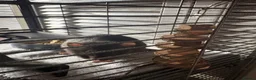 Rat rodents for sale: Fancy Dumbo Rats 8 months old with cage - Advert 7