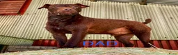 Patterdale Terrier dogs for sale: Beautiful chocolate docked Patterdale pups - Advert 4