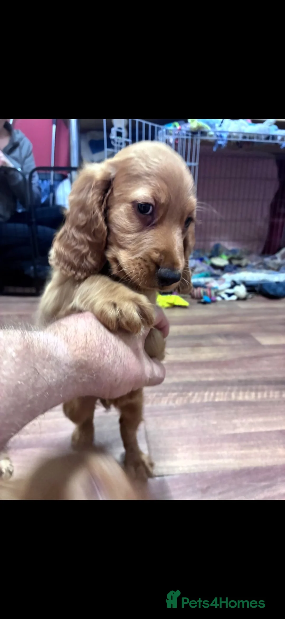 Cocker Spaniel dogs for sale: Beautiful Cocker Spaniels  - Advert 2