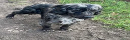 Cocker Spaniel dogs for sale: Litter of 5 - Advert 16