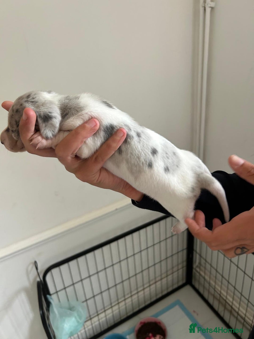 Dachshund dogs for sale: Miniature Dachshund puppies  - Image 1
