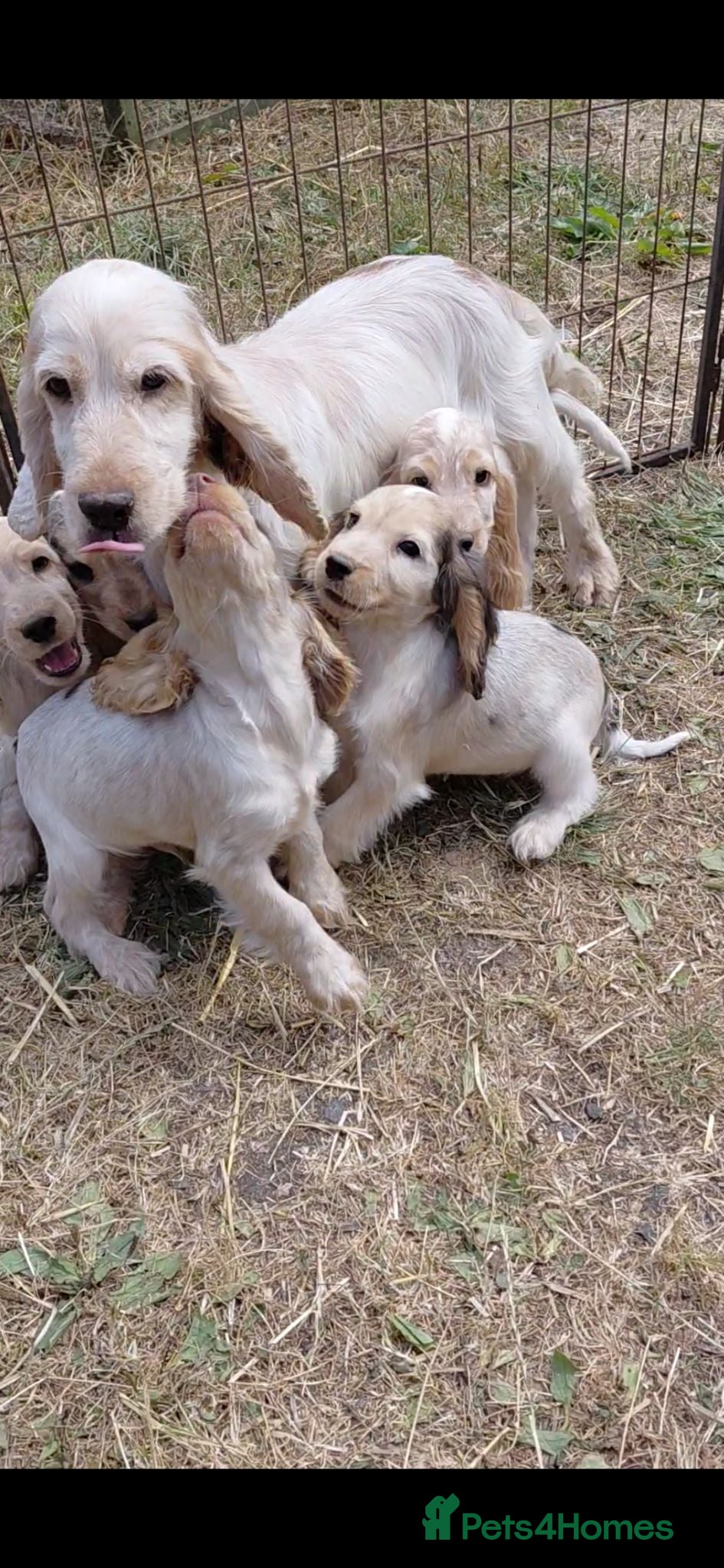 Cocker Spaniel dogs Beautiful cocker spaniels  - Advert 1