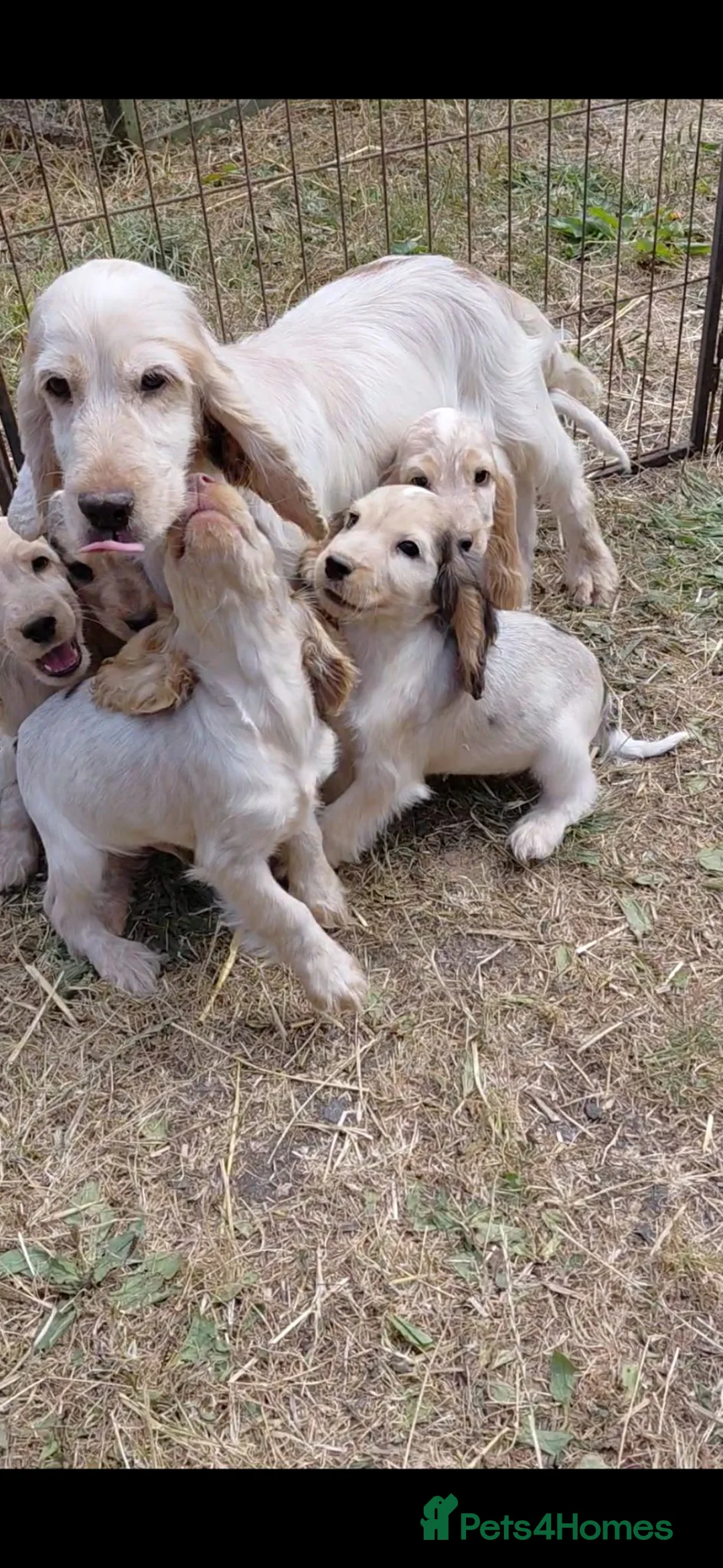 Cocker Spaniel dogs for sale: Beautiful cocker spaniels  in Wrexham - Advert 1