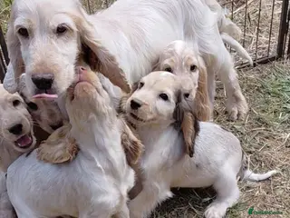 Cocker Spaniel dogs Beautiful cocker spaniels - Advert 1