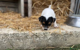 Jack Russell dogs for sale: Jack Russell puppies - Image 22